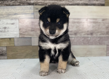 子犬346-1