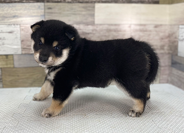 子犬346-2