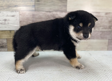 子犬346-3