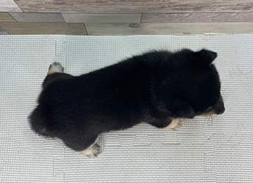 子犬346-4