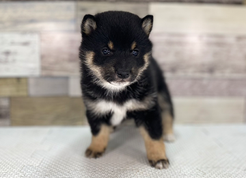 子犬347-1