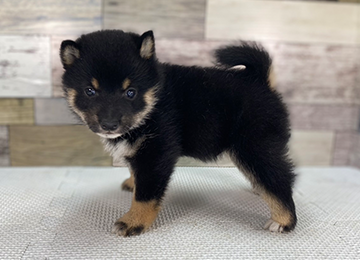 子犬347-2