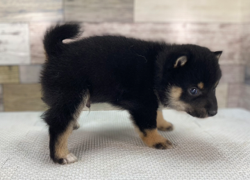 子犬347-3