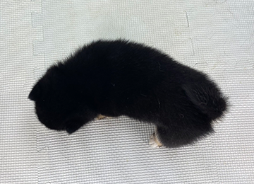 子犬347-4