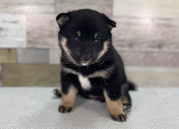 子犬348-1