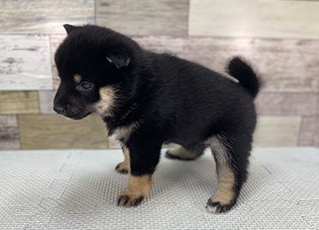 子犬348-2
