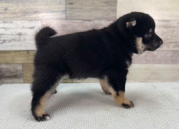 子犬348-3