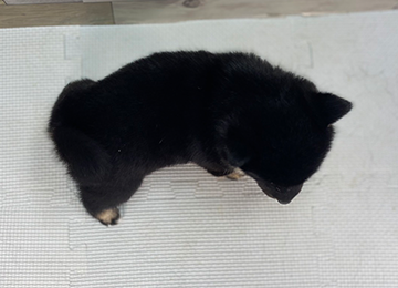 子犬348-4