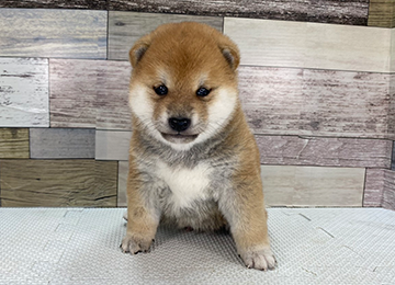 子犬349-1