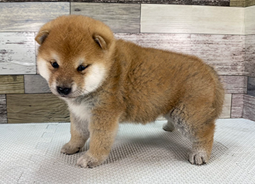 子犬349-2