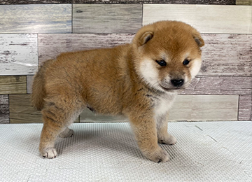 子犬349-3