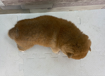 子犬349-4