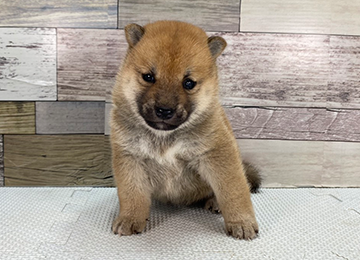 子犬350-1