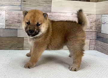 子犬350-2