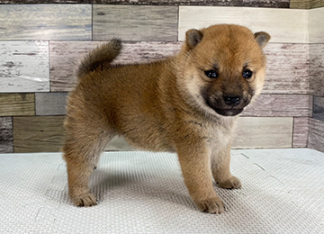 子犬350-3