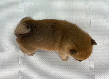 子犬350-4