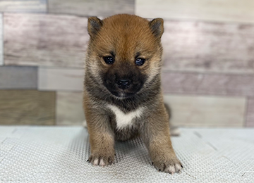 子犬351-1