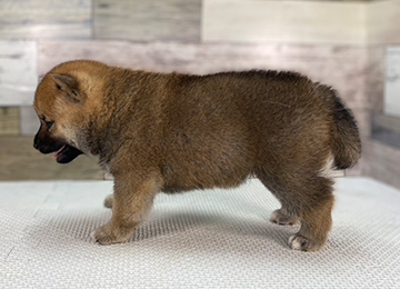 子犬351-2