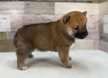 子犬351-3