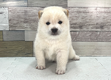 子犬352-1