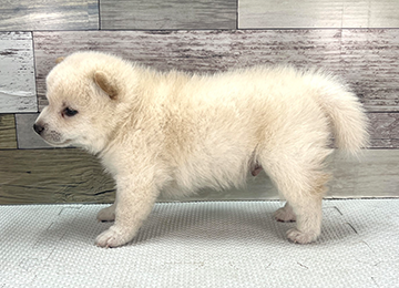 子犬352-2