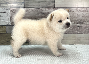 子犬352-3