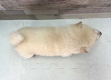 子犬352-4