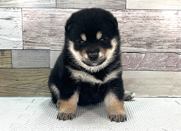 子犬353-1