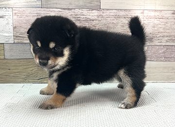 子犬353-2