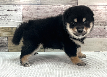 子犬353-3
