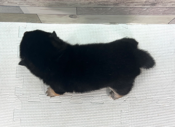 子犬353-4