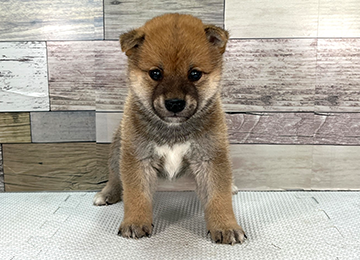子犬346-1