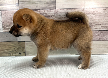 子犬346-2
