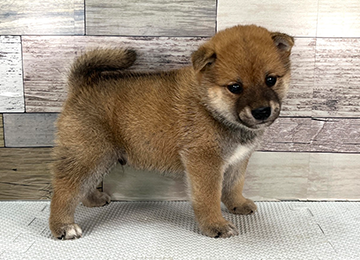 子犬346-3
