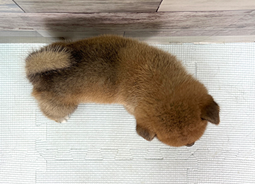 子犬346-4