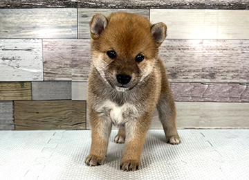 子犬355-1