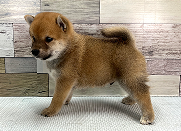 子犬355-2