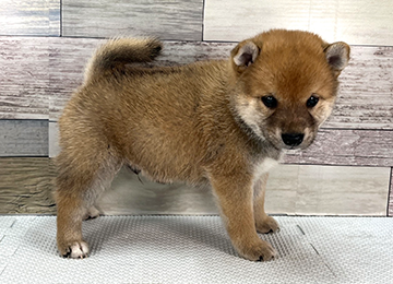 子犬355-3