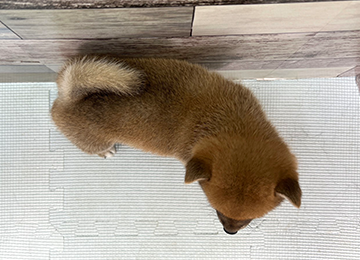 子犬355-4