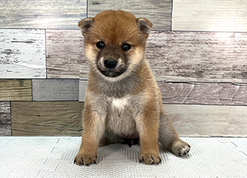 子犬356-1
