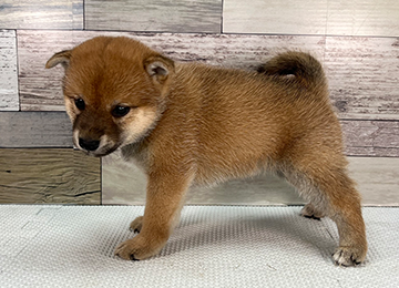 子犬356-2