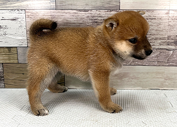 子犬356-3