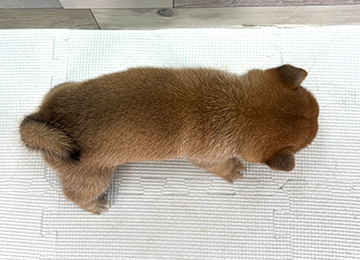 子犬356-4