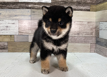 子犬357-1