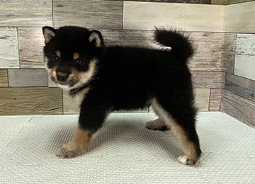 子犬357-2