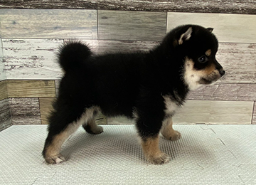 子犬357-3