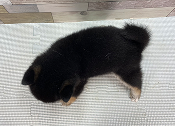 子犬357-4