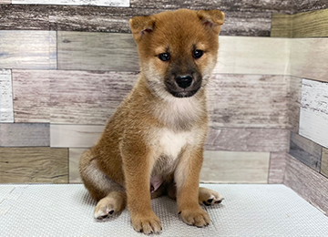 子犬358-1