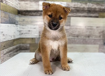子犬358-2