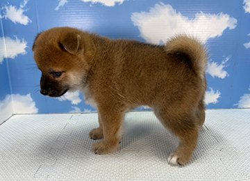 子犬358-3